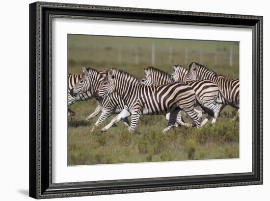 African Zebras 059-Bob Langrish-Framed Photographic Print