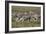 African Zebras 059-Bob Langrish-Framed Photographic Print