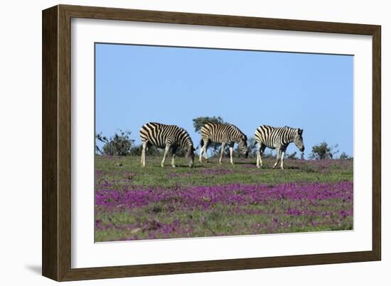 African Zebras 063-Bob Langrish-Framed Photographic Print