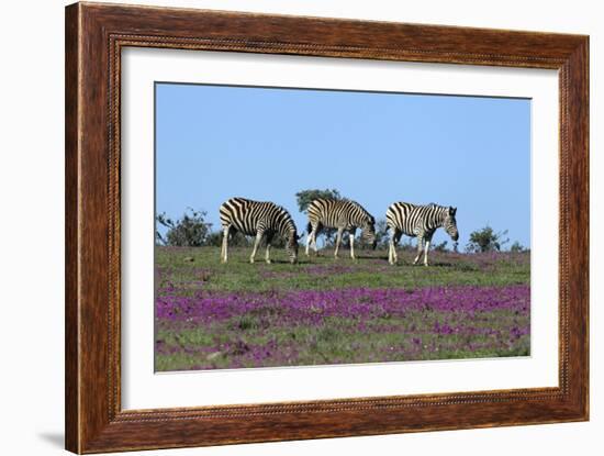 African Zebras 063-Bob Langrish-Framed Photographic Print