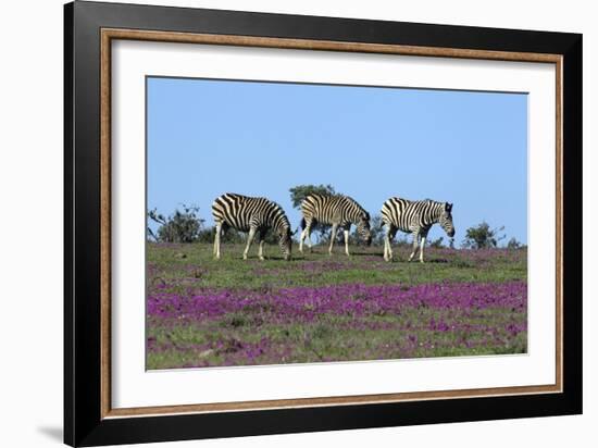 African Zebras 063-Bob Langrish-Framed Photographic Print