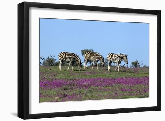 African Zebras 063-Bob Langrish-Framed Photographic Print