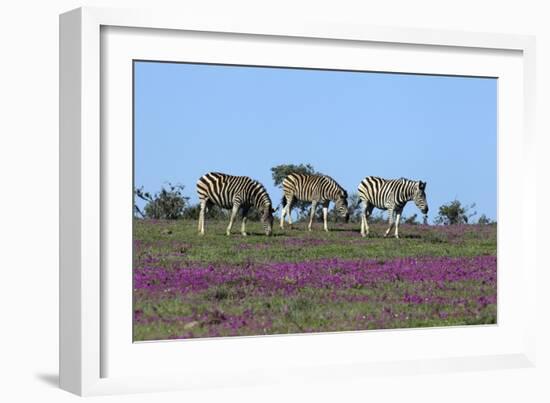 African Zebras 063-Bob Langrish-Framed Photographic Print