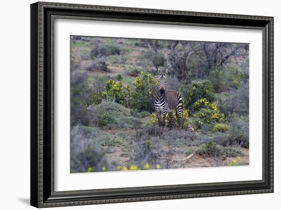 African Zebras 066-Bob Langrish-Framed Photographic Print