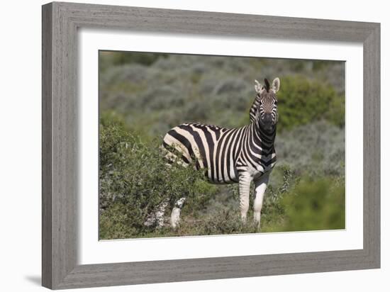 African Zebras 069-Bob Langrish-Framed Photographic Print