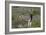 African Zebras 069-Bob Langrish-Framed Photographic Print