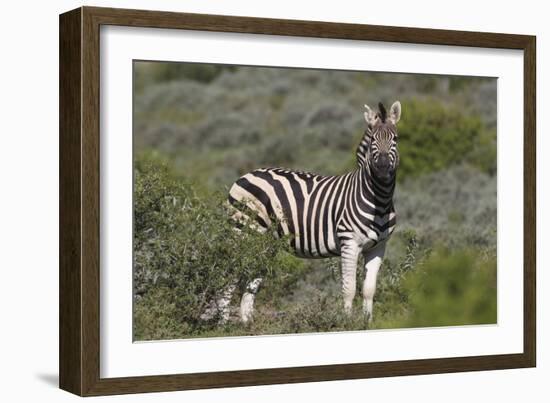 African Zebras 069-Bob Langrish-Framed Photographic Print