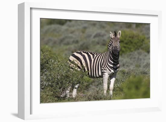 African Zebras 069-Bob Langrish-Framed Photographic Print