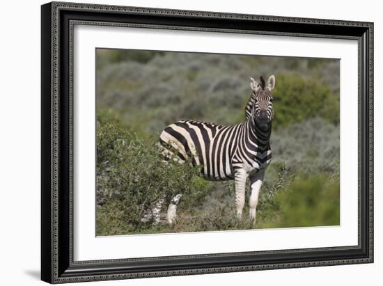 African Zebras 069-Bob Langrish-Framed Photographic Print