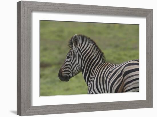 African Zebras 071-Bob Langrish-Framed Photographic Print