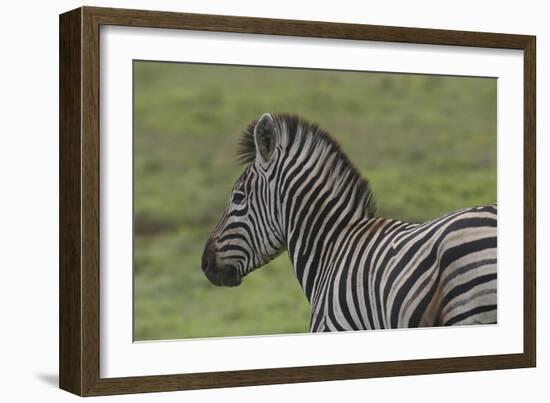 African Zebras 071-Bob Langrish-Framed Photographic Print