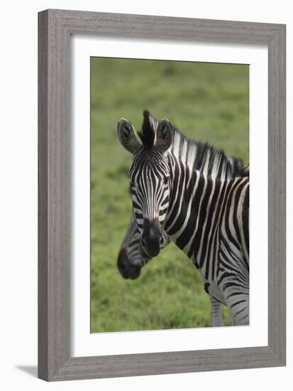 African Zebras 073-Bob Langrish-Framed Photographic Print