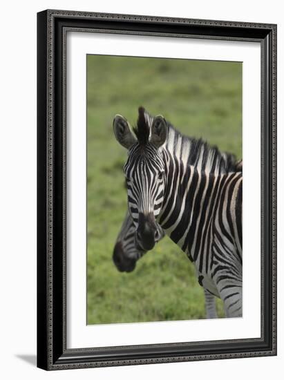 African Zebras 073-Bob Langrish-Framed Photographic Print