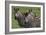 African Zebras 074-Bob Langrish-Framed Photographic Print