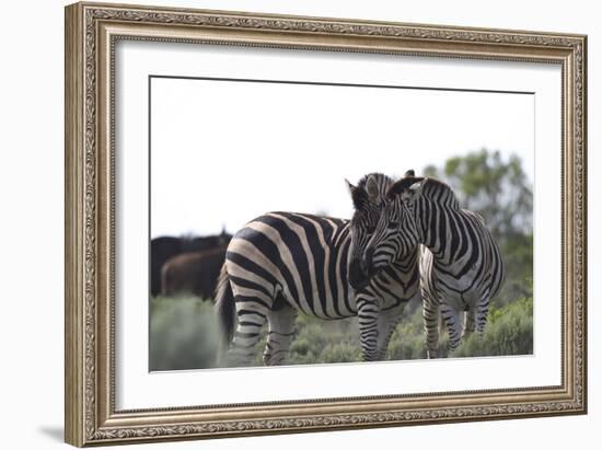 African Zebras 076-Bob Langrish-Framed Photographic Print