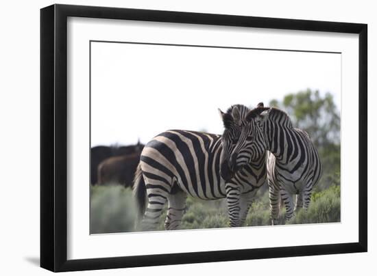 African Zebras 076-Bob Langrish-Framed Photographic Print