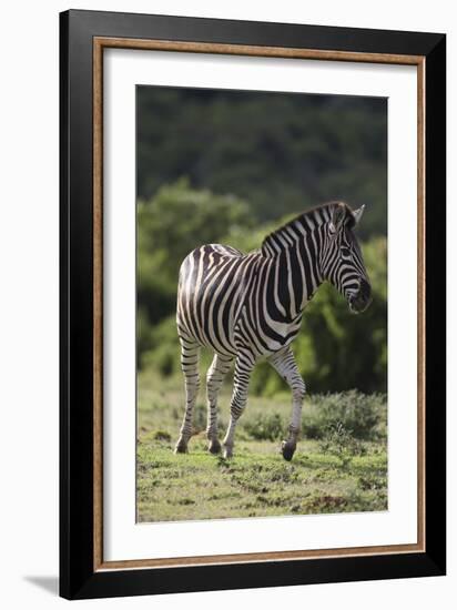 African Zebras 087-Bob Langrish-Framed Photographic Print