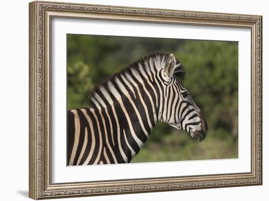 African Zebras 091-Bob Langrish-Framed Photographic Print