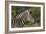 African Zebras 091-Bob Langrish-Framed Photographic Print