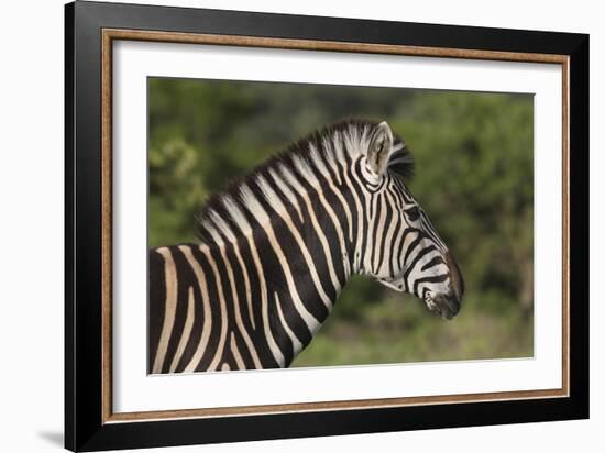 African Zebras 091-Bob Langrish-Framed Photographic Print