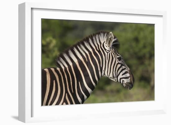 African Zebras 091-Bob Langrish-Framed Photographic Print