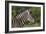 African Zebras 091-Bob Langrish-Framed Photographic Print