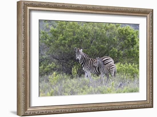 African Zebras 095-Bob Langrish-Framed Photographic Print