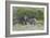 African Zebras 095-Bob Langrish-Framed Photographic Print