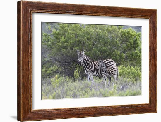 African Zebras 095-Bob Langrish-Framed Photographic Print