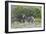 African Zebras 095-Bob Langrish-Framed Photographic Print