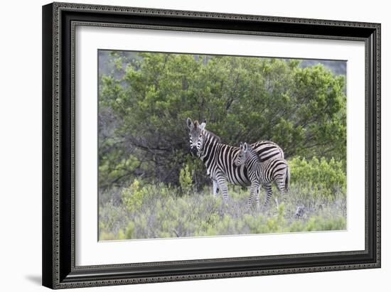 African Zebras 095-Bob Langrish-Framed Photographic Print