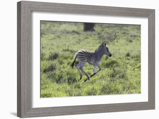African Zebras 100-Bob Langrish-Framed Photographic Print