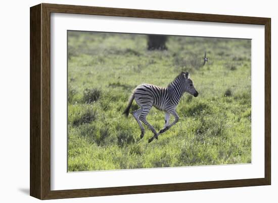 African Zebras 100-Bob Langrish-Framed Photographic Print