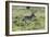 African Zebras 100-Bob Langrish-Framed Photographic Print