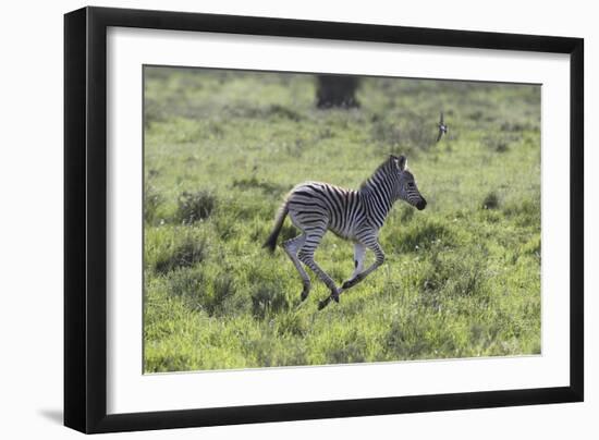 African Zebras 100-Bob Langrish-Framed Photographic Print