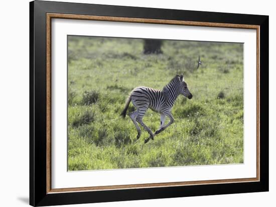 African Zebras 100-Bob Langrish-Framed Photographic Print