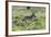 African Zebras 100-Bob Langrish-Framed Photographic Print