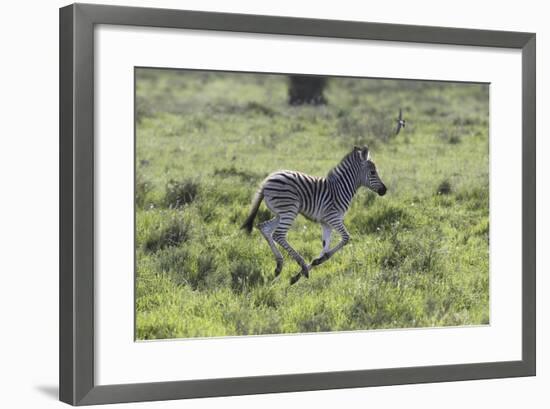 African Zebras 100-Bob Langrish-Framed Photographic Print