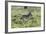 African Zebras 100-Bob Langrish-Framed Photographic Print