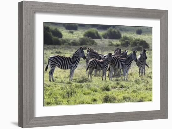 African Zebras 101-Bob Langrish-Framed Photographic Print