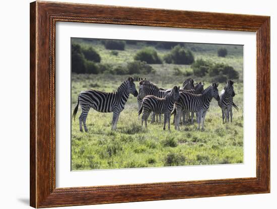 African Zebras 101-Bob Langrish-Framed Photographic Print