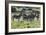 African Zebras 101-Bob Langrish-Framed Photographic Print