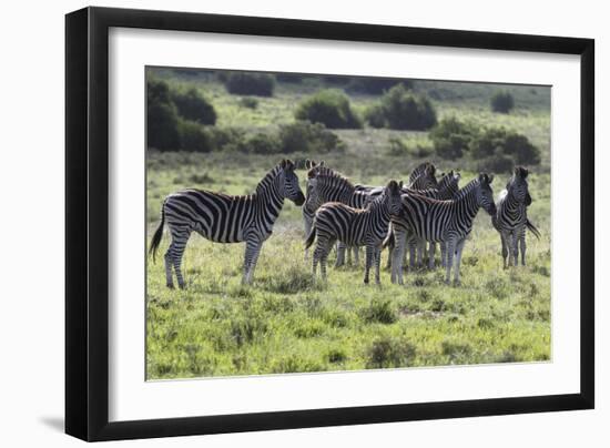 African Zebras 101-Bob Langrish-Framed Photographic Print