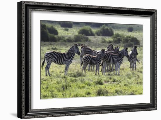 African Zebras 101-Bob Langrish-Framed Photographic Print