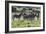 African Zebras 101-Bob Langrish-Framed Photographic Print