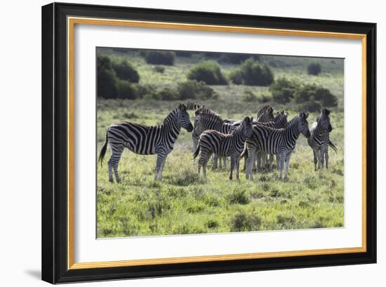 African Zebras 101-Bob Langrish-Framed Photographic Print