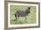 African Zebras 104-Bob Langrish-Framed Photographic Print