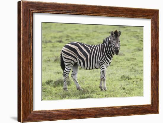 African Zebras 104-Bob Langrish-Framed Photographic Print