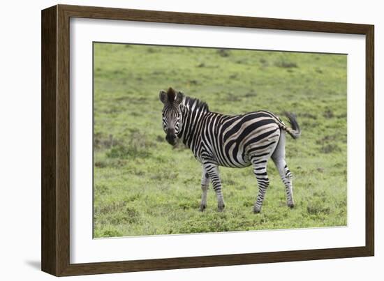 African Zebras 105-Bob Langrish-Framed Photographic Print