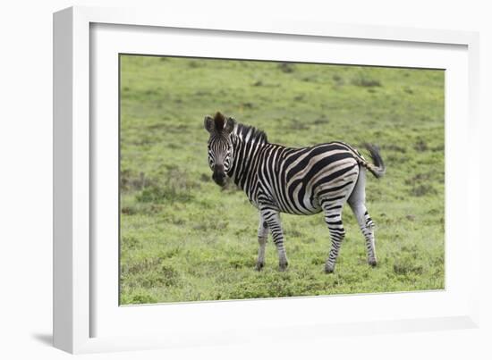 African Zebras 105-Bob Langrish-Framed Photographic Print